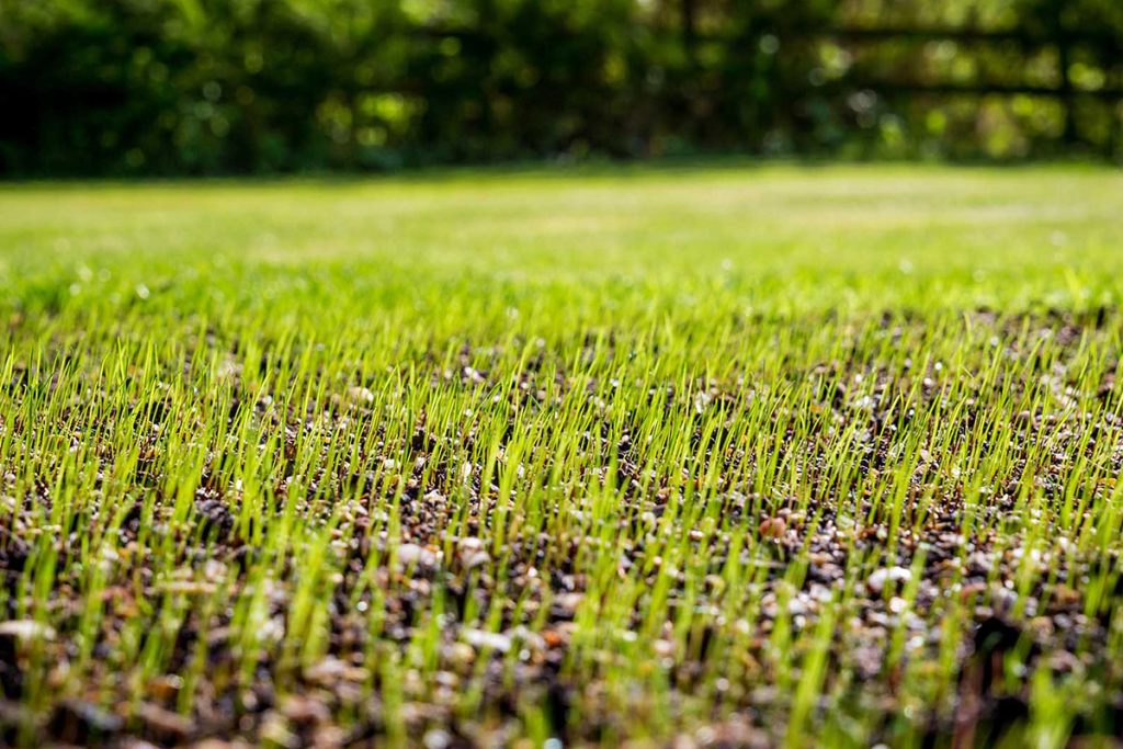 Graszaad zaaien of graszoden leggen 1 graszaad zaaien of graszoden leggen