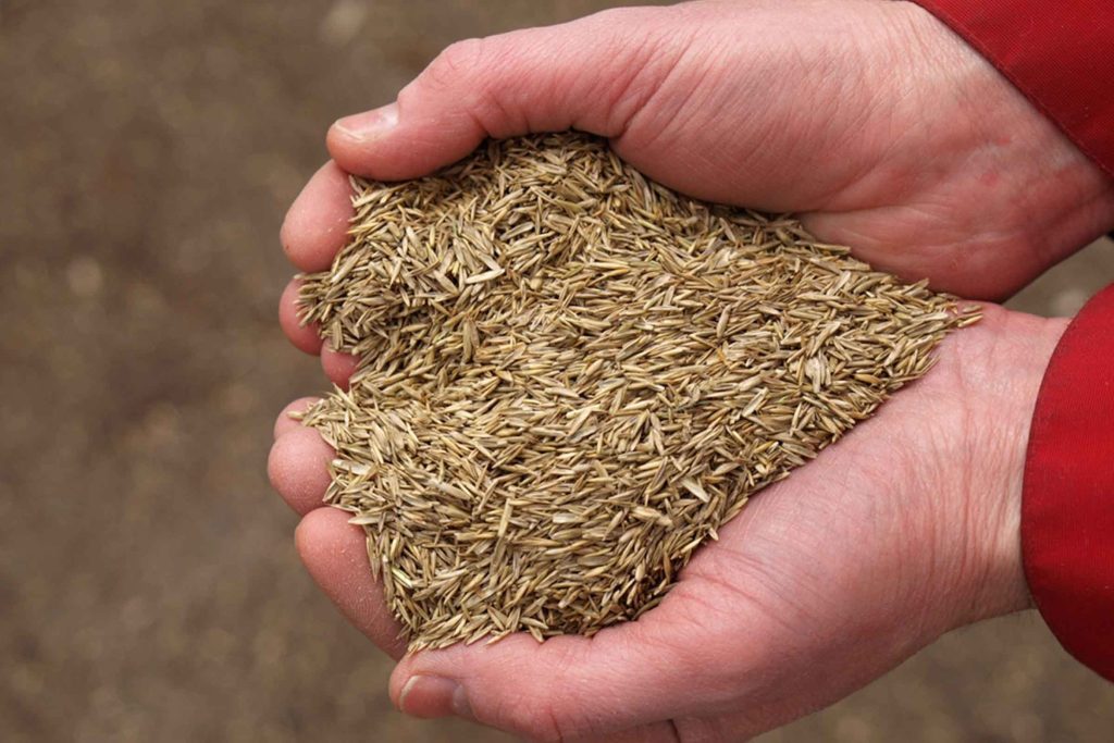 Beste graszaad 1 beste graszaad