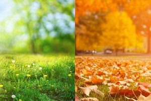 graszoden leggen voorjaar of najaar