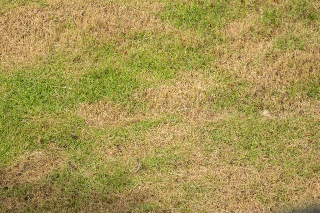 Nieuwe graszoden worden geel Nieuwe graszoden worden geel