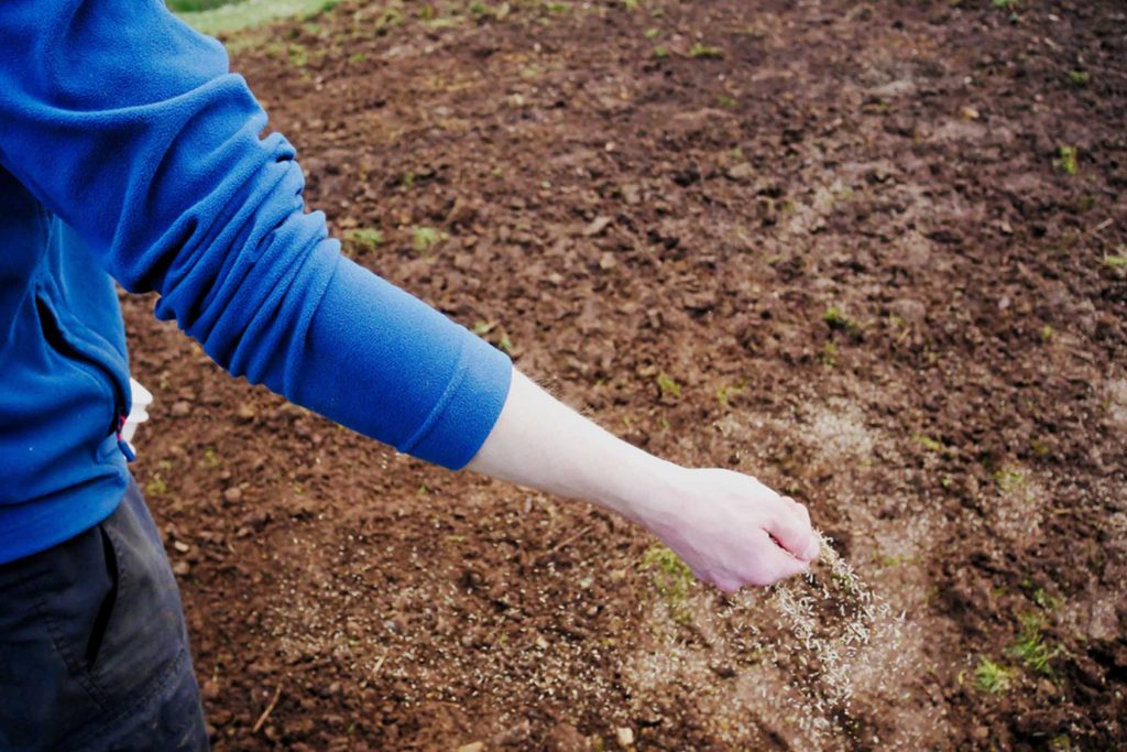 Wanneer gras zaaien in het najaar Gras zaaien in het najaar met tuingereedschap op een voorbereide grasbodem.