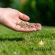 DLF Masterline herstel graszaad kopen