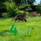 DLF Masterline Speel & Sport graszaad kope